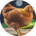 Brown chicken standing on wooden surface
