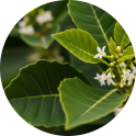 Green leaves with small white flowers