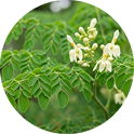 Moringa leaves and flowers close-up