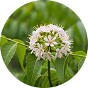 Delicate petals on green background